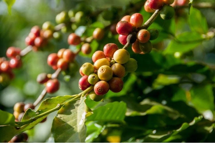 دیفکت سبز دیفکت قهوه قهوه سوآمی دانه سبز وریتی قهوه کشاورزی قهوه تاریخچه قهوه