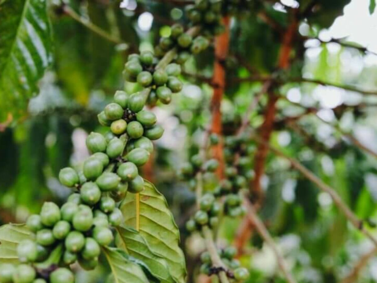 دیفکت سبز دیفکت قهوه قهوه سوآمی دانه سبز وریتی قهوه کشاورزی قهوه تاریخچه قهوه