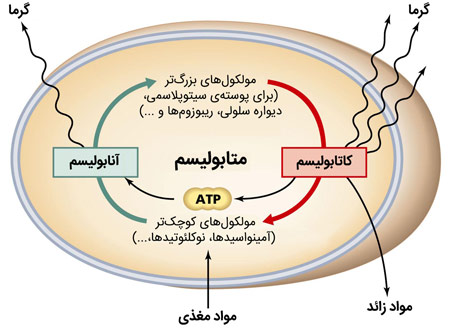 متابولیسم سوخت وساز قهوه