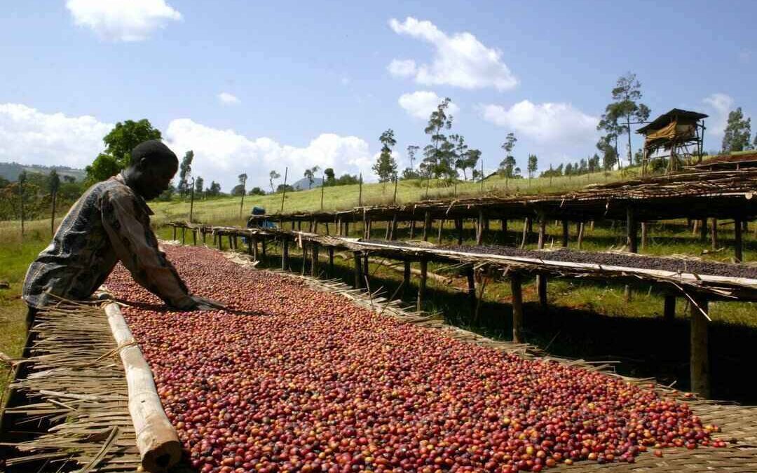 پراسس قهوه قهوه کشاورزی قهوه مزرعه قهوه درخت قهوه پراسس سنتی