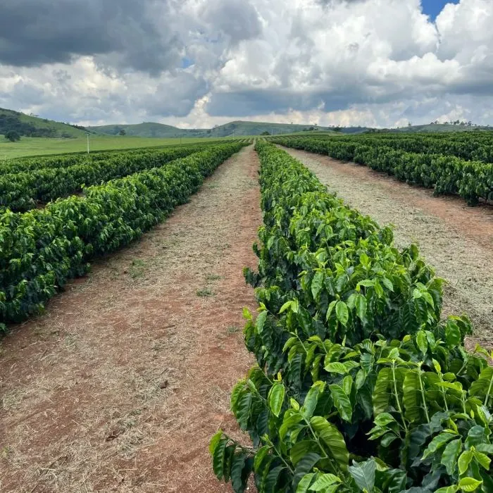 مزرعه قهوه برزیل