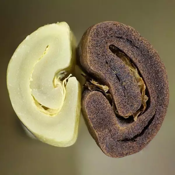 تصویر از نیمه ساختار دانه سبر قهوه و دانه رست شده قهوه در کنار هم