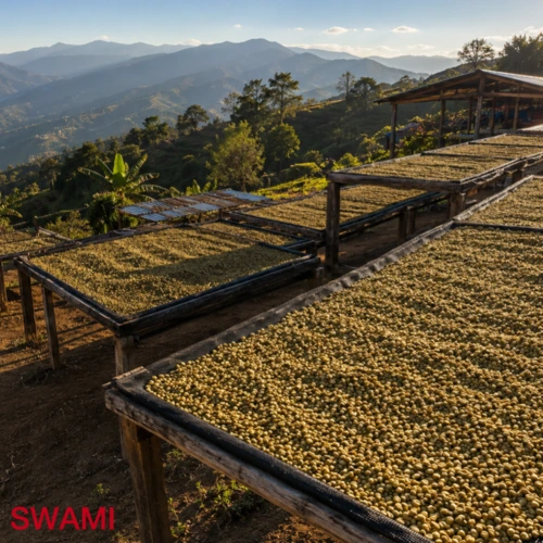 Close-up macro shot of a cluster of ripe, glossy red Arabica coffee cherries on a branch at a SWAMI coffee farm with a soft-focus, misty mountain background.