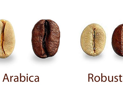 وریتی قهوه قهوه اسپرسو عربیکا روبستا عربیکا قهوه درخت قهوه