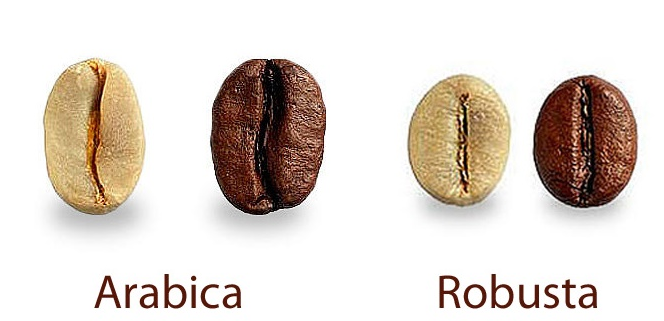 وریتی قهوه قهوه اسپرسو عربیکا روبستا عربیکا قهوه درخت قهوه