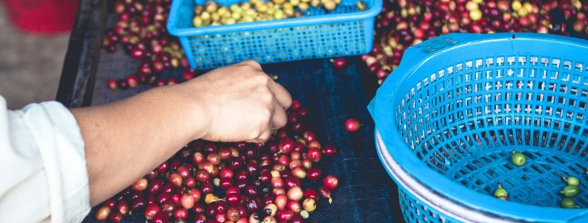 پراسس قهوه قهوه کشاورزی قهوه مزرعه قهوه درخت قهوه پراسس سنتی