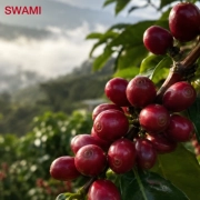 a2p1 Close-up macro shot of a cluster of ripe, glossy red Arabica coffee cherries on a branch at a SWAMI coffee farm with a soft-focus, misty mountain background.